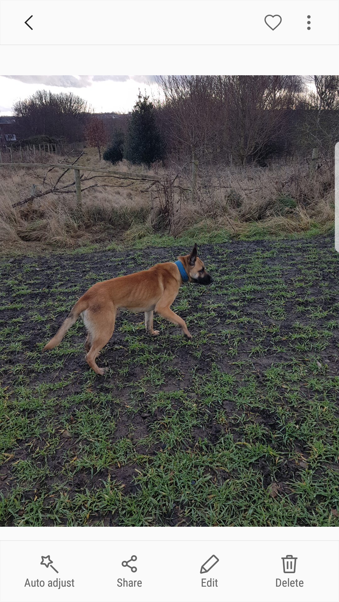 belgian malinois for hunting