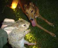 Lamping Rabbits With Working Lurchers