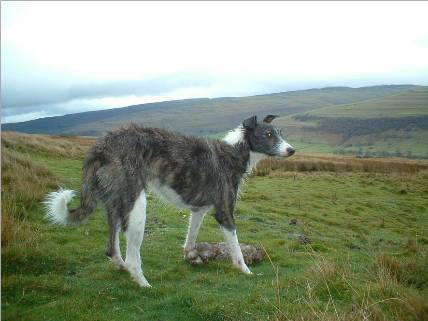 Greyhound collie lurcher