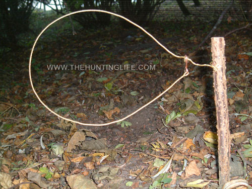 Professional Rabbit Snaring For Beginners & Amateurs