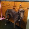 poppy ,irish bred greyhound 2yr old