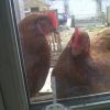 HENS[1]