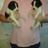 mine And Tin tins pups