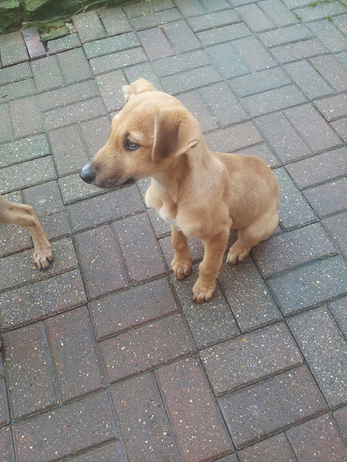 Saluki discount greyhound puppies