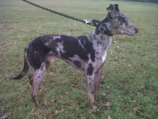 Collie X Bull X Greyhound 100 Working For Stud Working