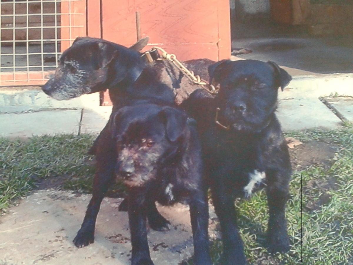 Wheeler store patterdale terriers