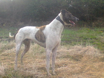 Pics Of Your Dogs Page 8 Lurchers Running Dogs The