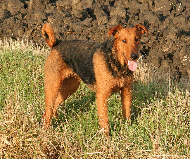 redline airedale terrier