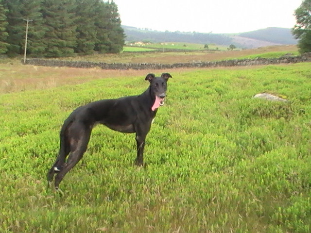 easy drag lure - Lurchers & Running Dogs - The Hunting Life