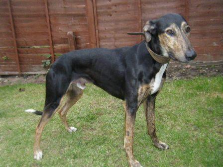 Black and sale tan whippet