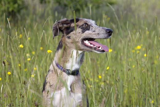 Blue merle shop whippet