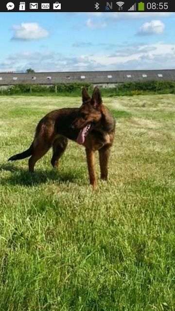 German shepherd hot sale cross lurcher