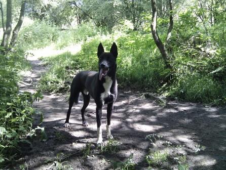 Husky lurcher hot sale