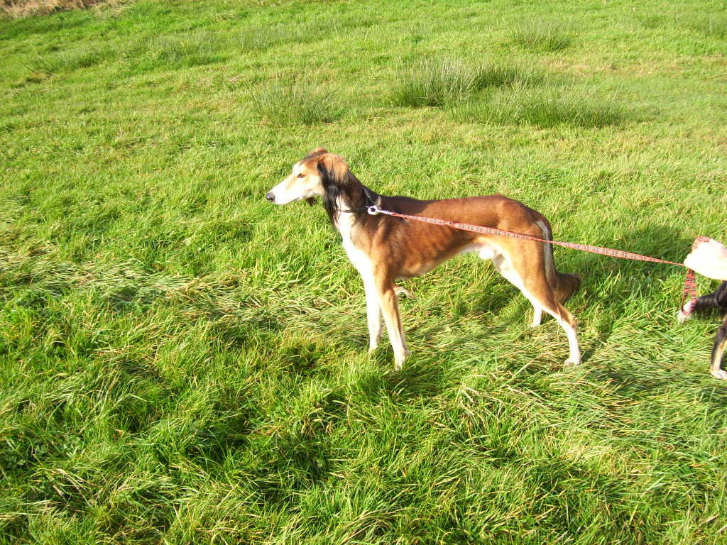 Pure saluki hot sale