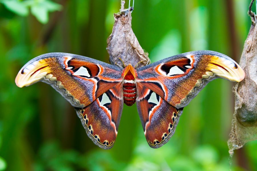 Giant Atlas Moth! - Wildlife and General Photography - The Hunting Life