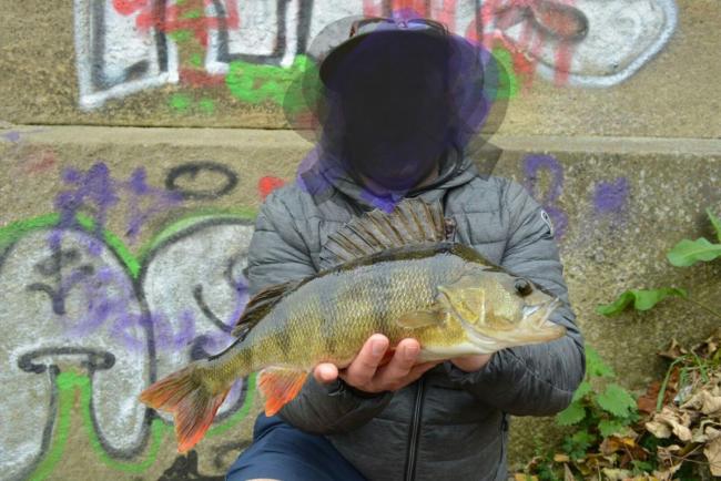 Drop Shotting Small Jelly Lures For Zander And Perch Part 2