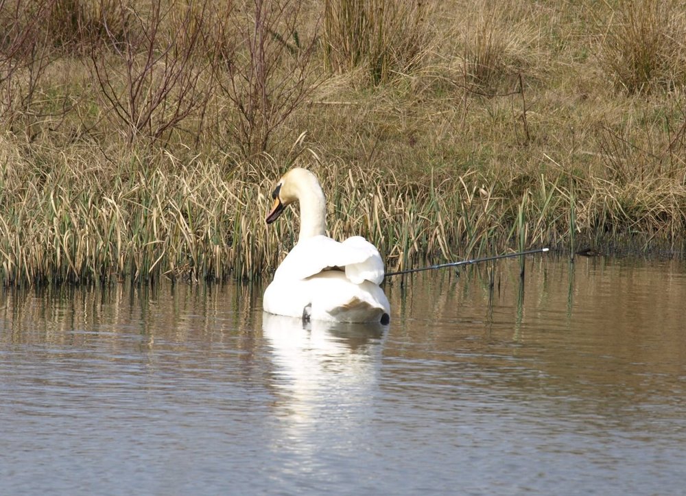 swan-with-arrow-crop.jpg