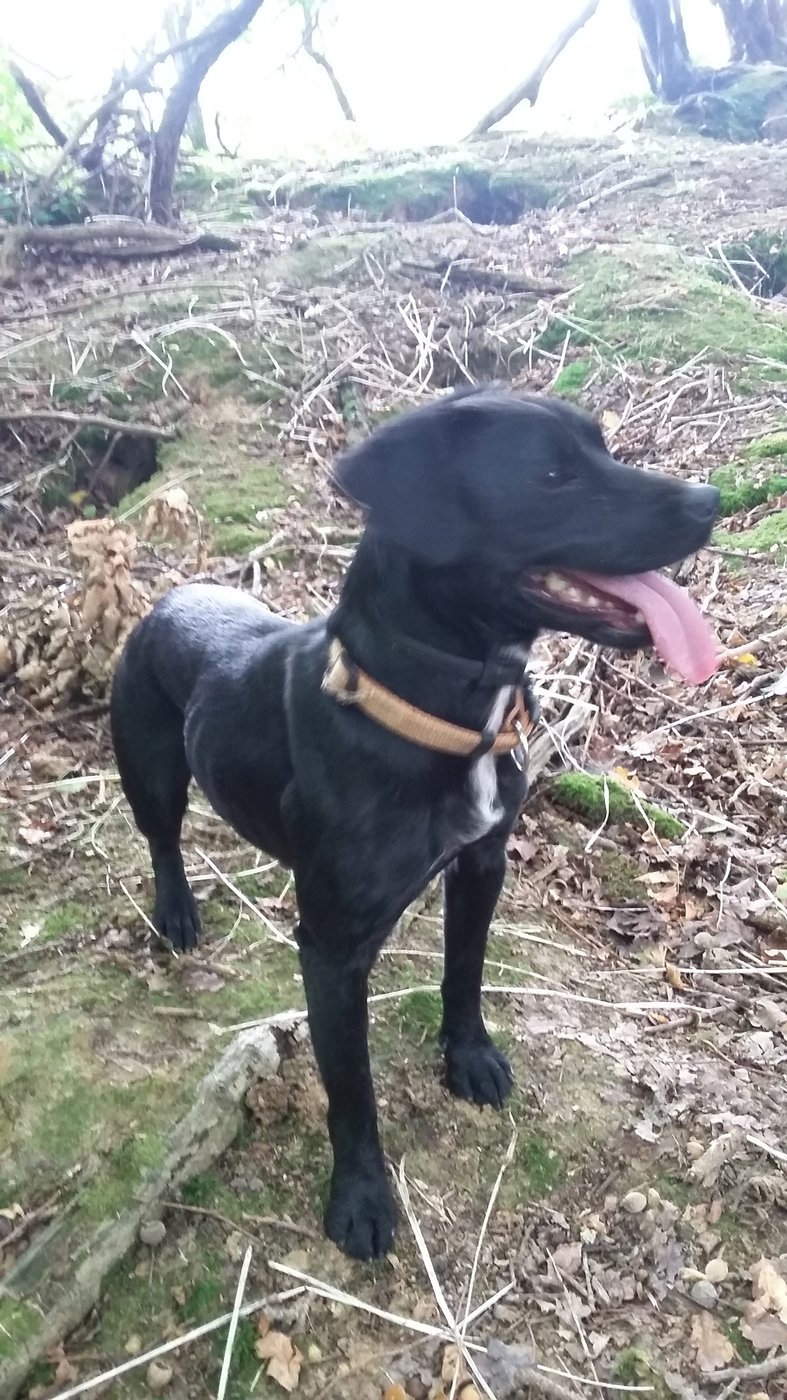 cocker x patterdale