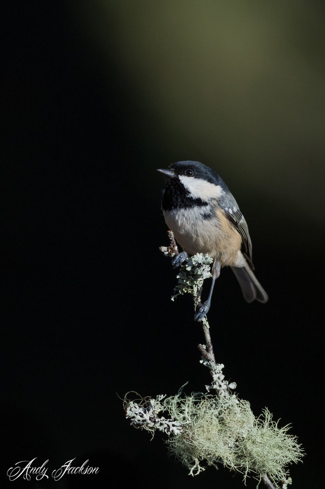 16-02-2018 coal tit 3.jpg