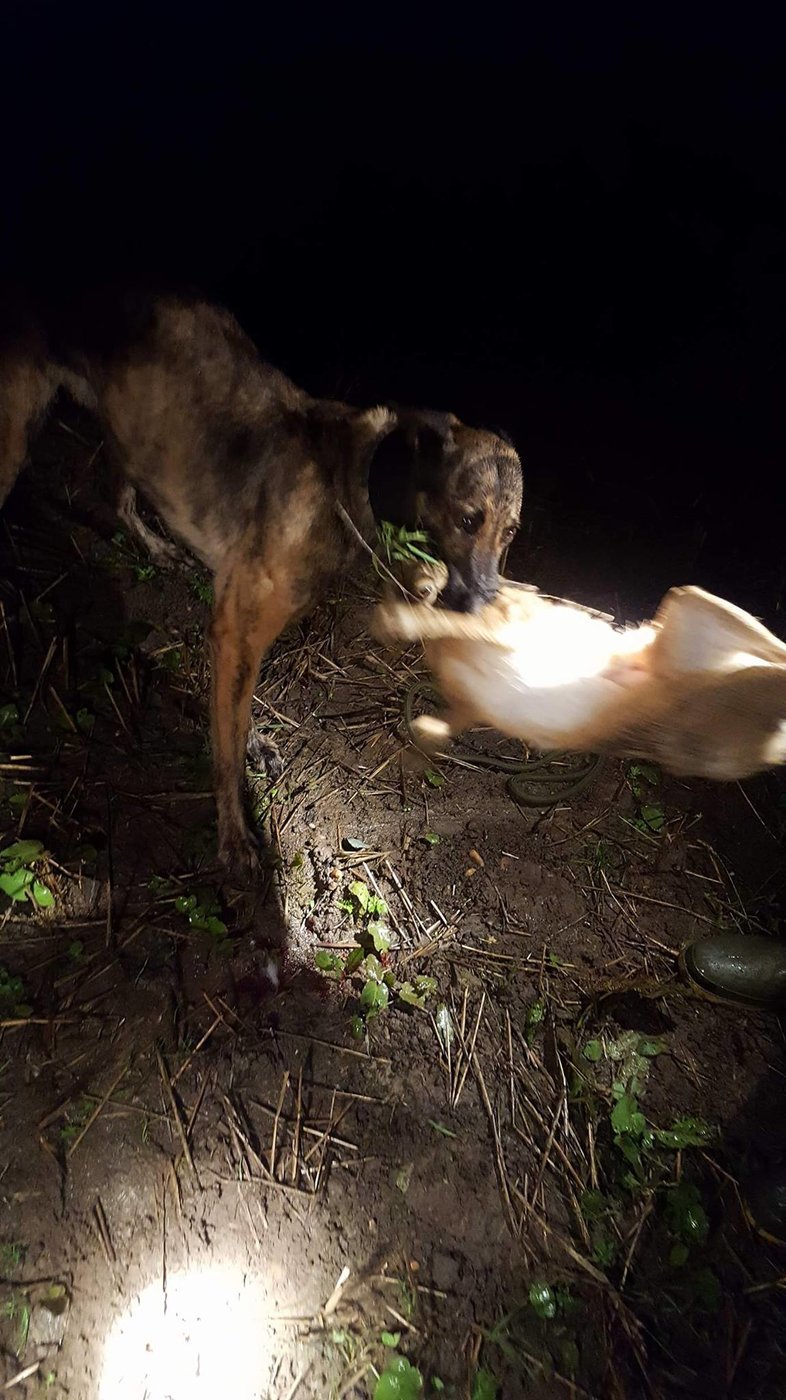 malinois hunting