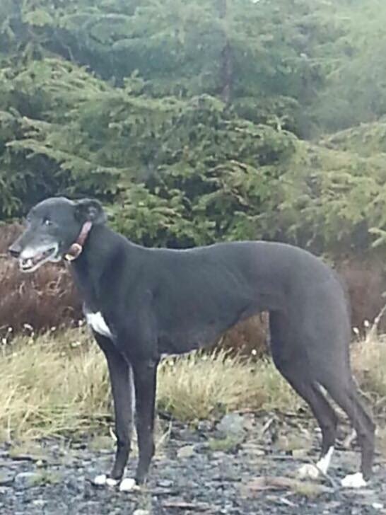 Lurcher pups