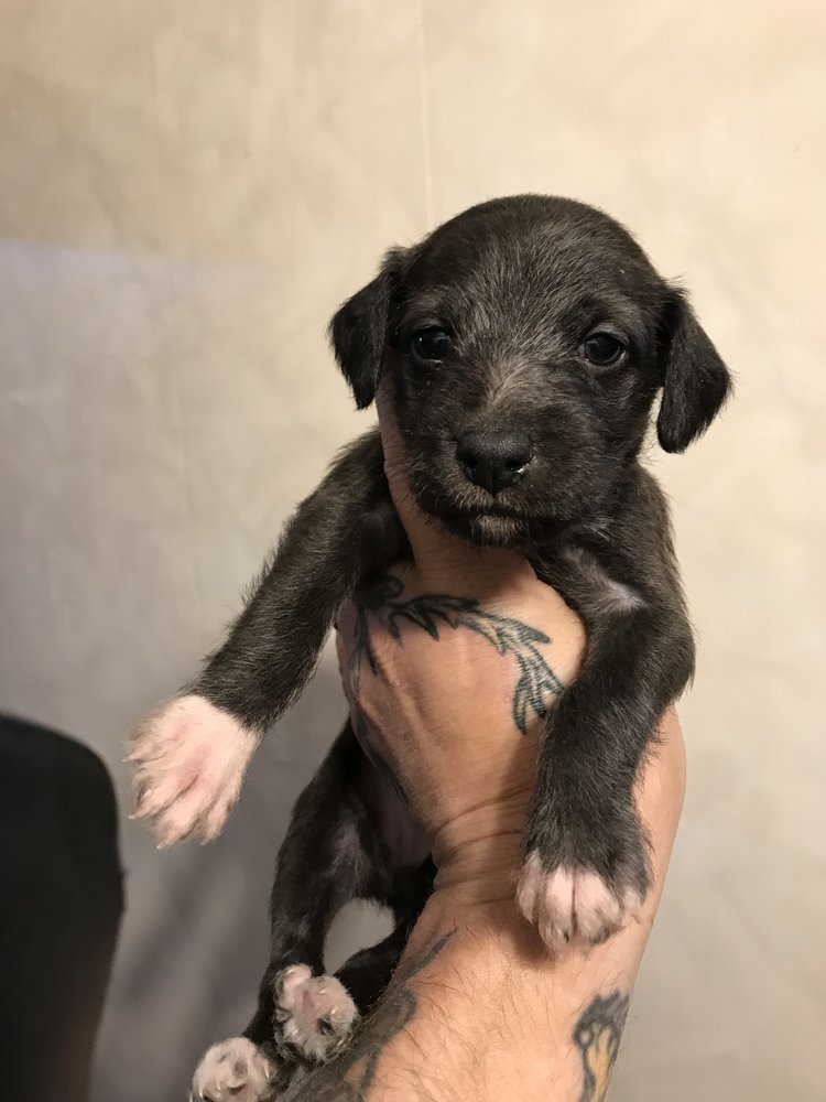 Bedlington whippet puppies deals for sale 2018