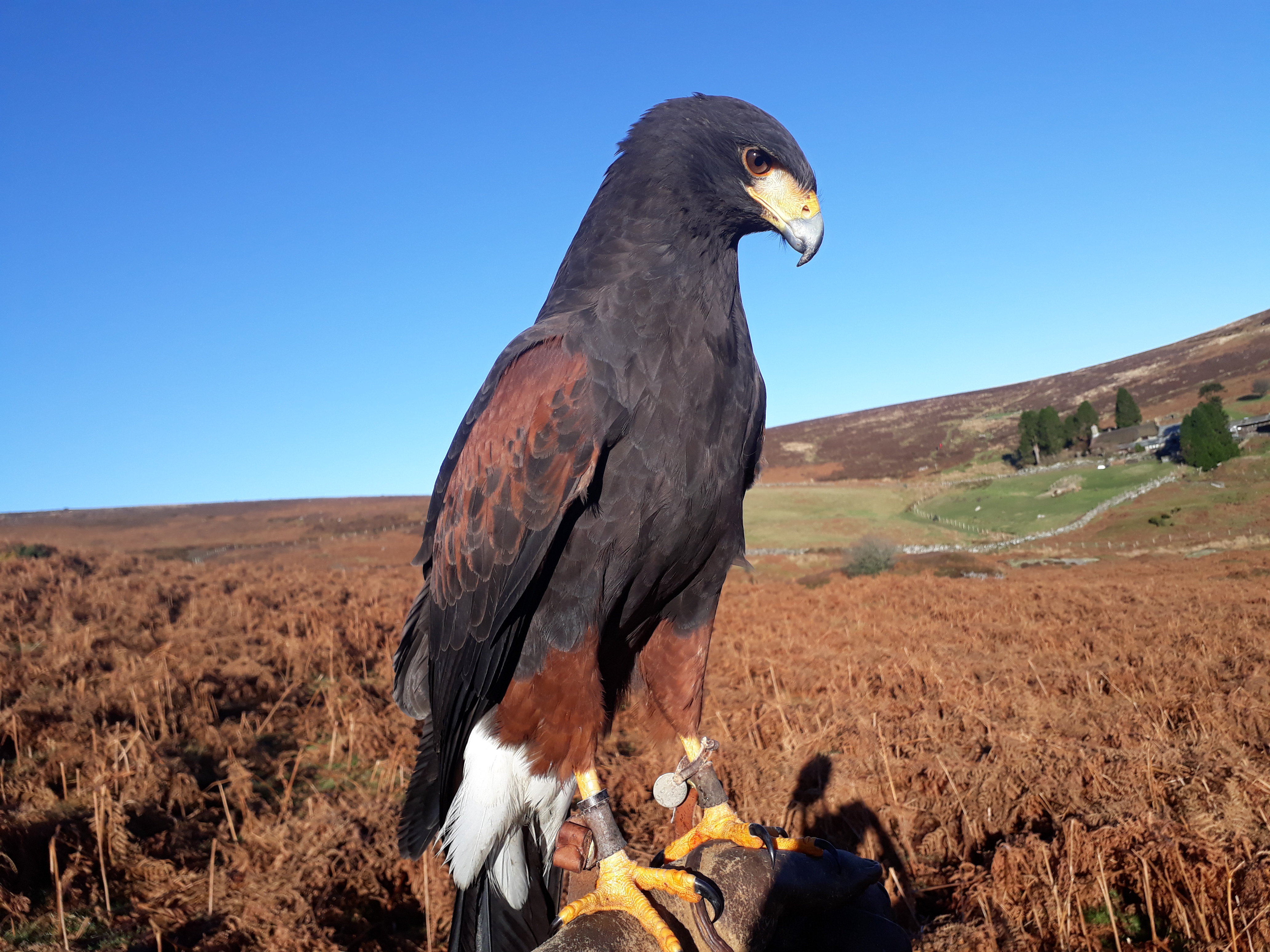 Large Female Harris Hawk