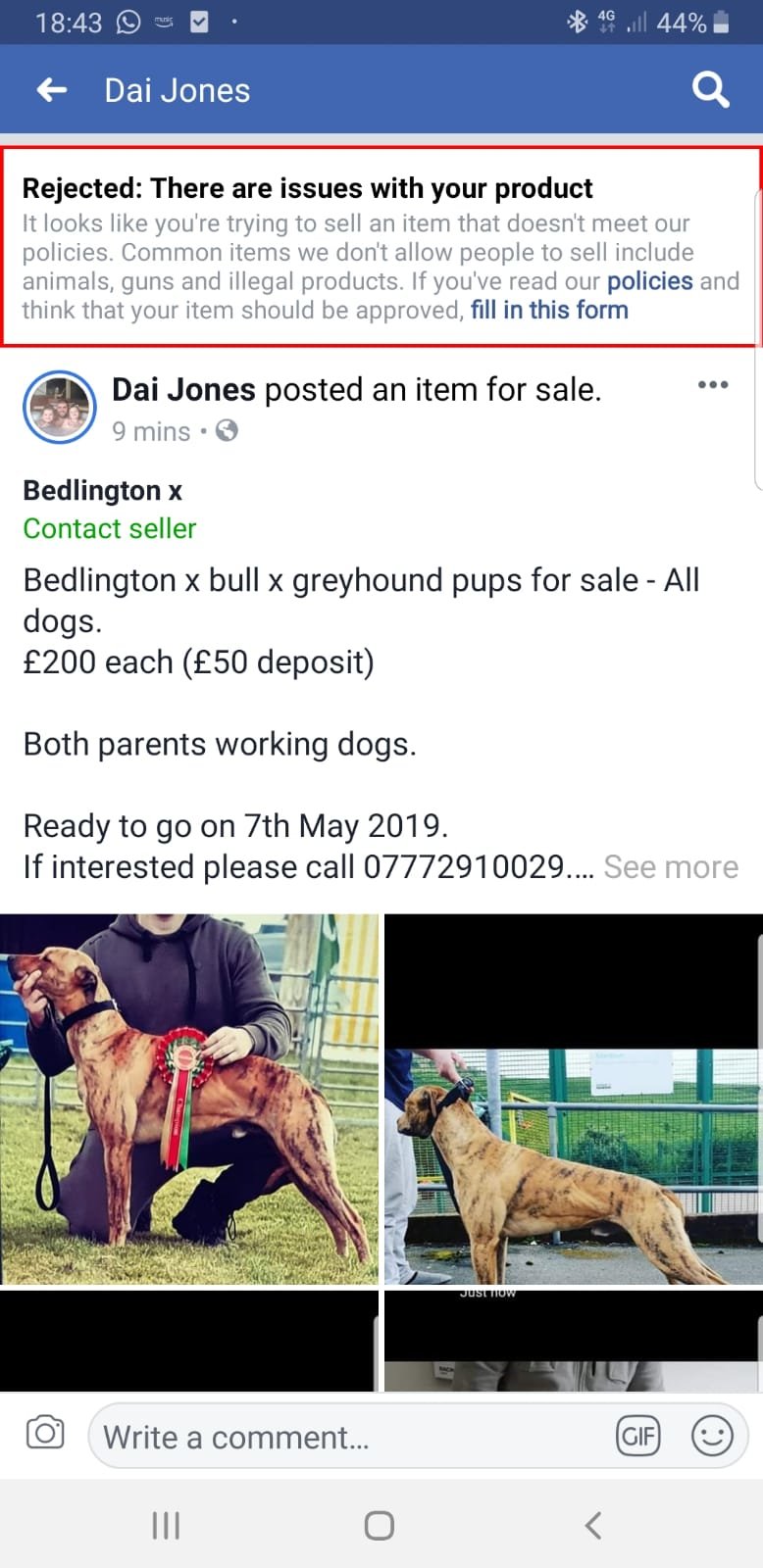 Bedlington x bull x greyhound pups