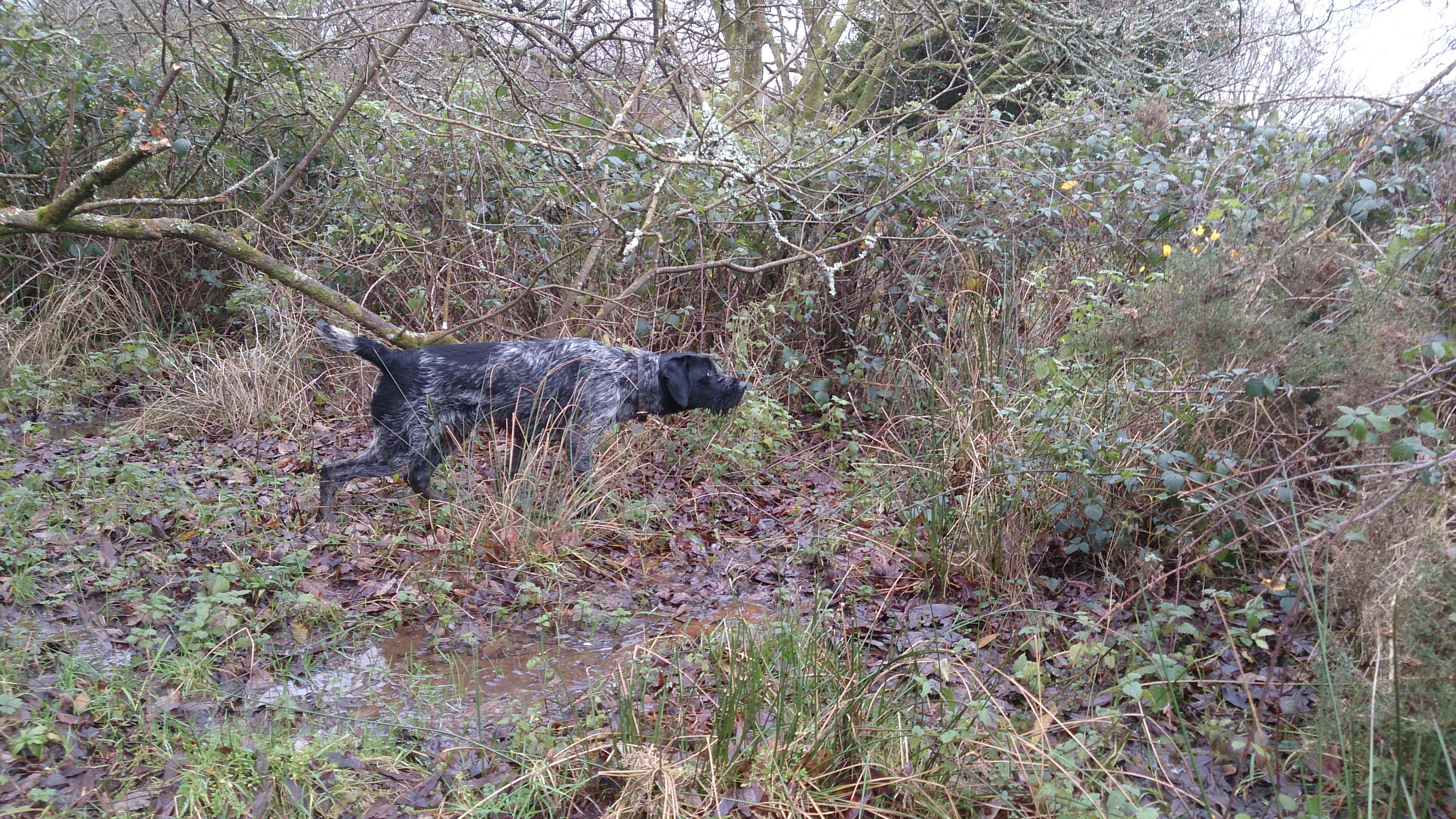 German Wirehaired Pointer At Stud