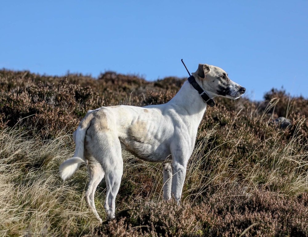 Few Of The Pup Lurchers And Running Dogs The Hunting Life