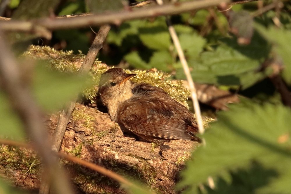 wren.JPG.f5bbc3729ca32d12727e620b04e7fa46.JPG