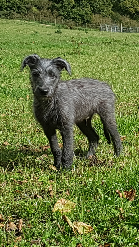 Kerry blue sale terrier mix