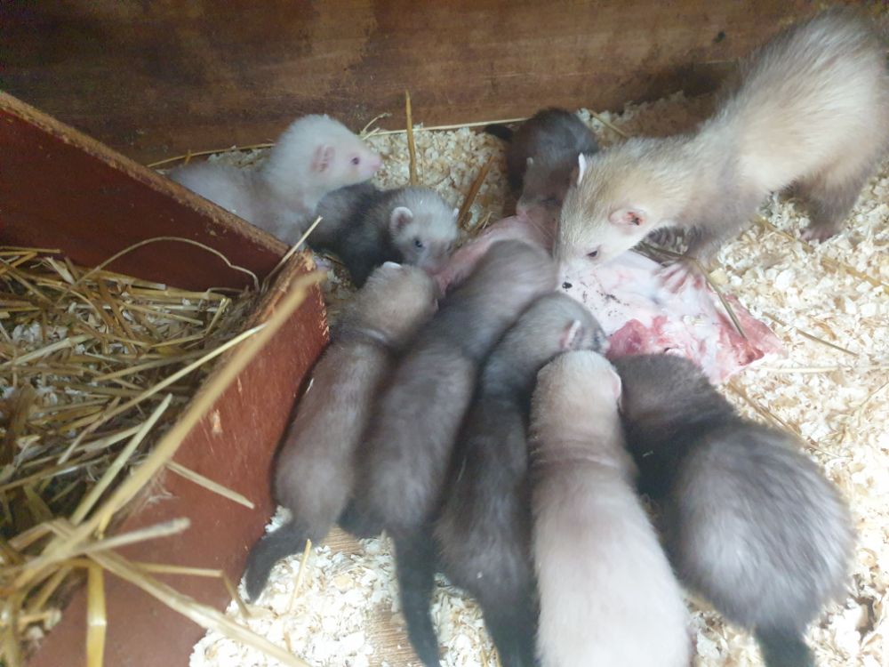 Ferrets for hot sale sale yorkshire