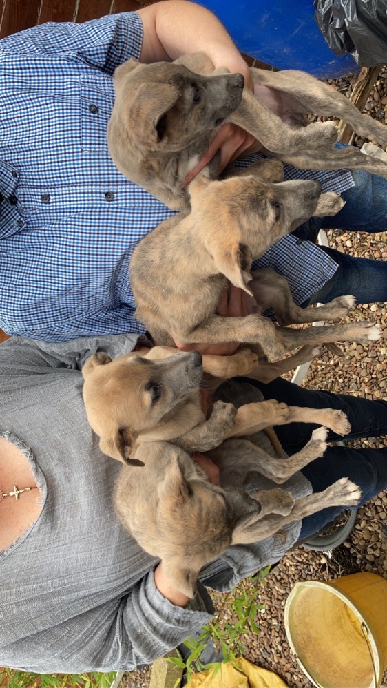 Norfolk Lurcher greyhound/whippet pups for sale - Working Dogs and ...