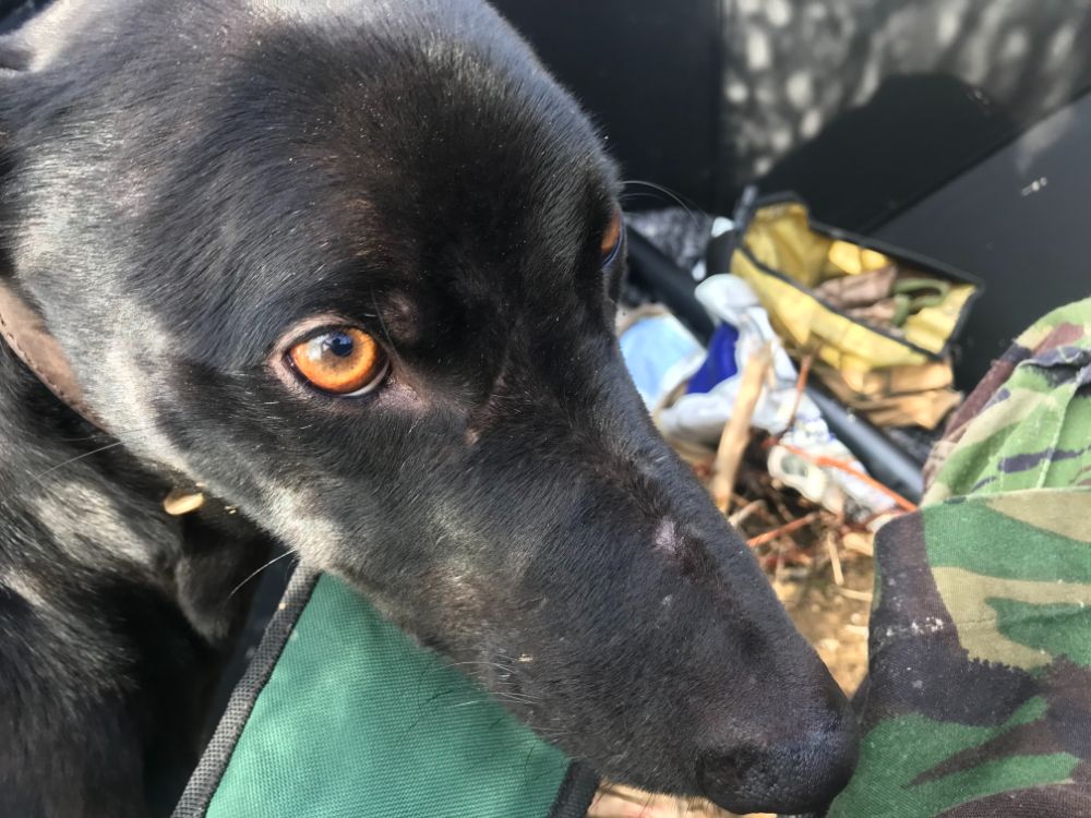 Lurchergundog Lurchers And Running Dogs The Hunting Life