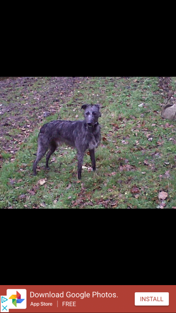 Jeff store burrell lurchers