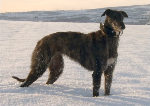 Preloved deerhound sales