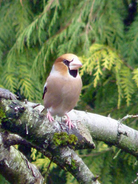 554651635_HawFinch1.jpg.7974a79b281d30b5667a36d89922cc28.jpg