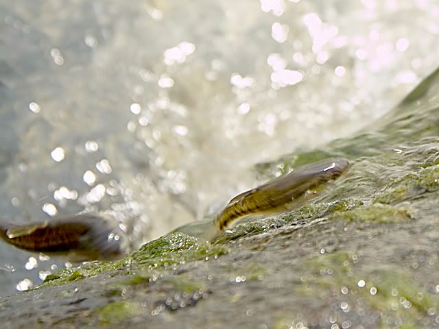 MinnowsHorizontalExtremeCloseup.jpg.5abc5c1e9427191f5c20ce94ff795a60.jpg