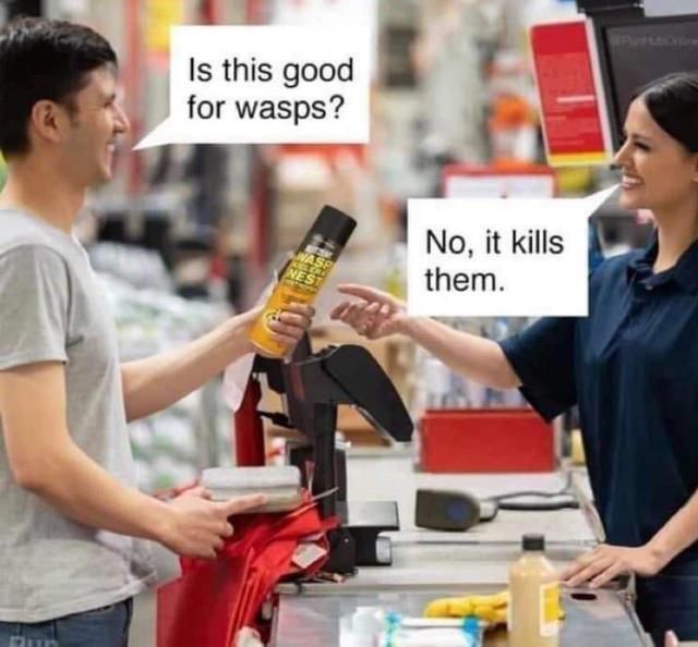 wasps.jpg.21aeba4cc2b5228b172551e57d6821fb.jpg