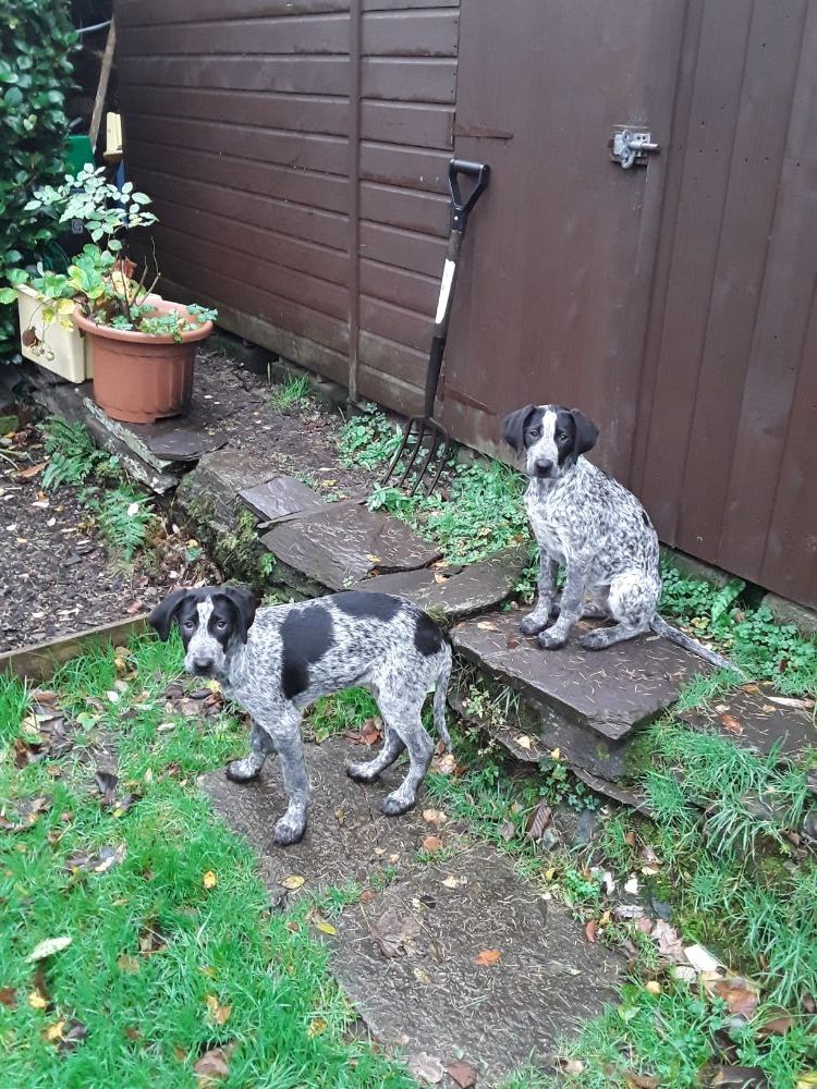 Pointer deals lurcher cross