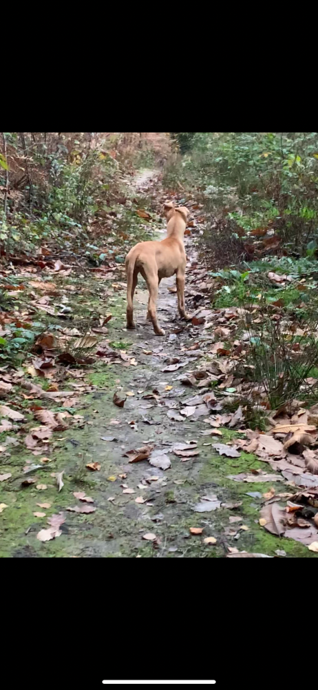 New Pup Lurchers And Running Dogs The Hunting Life