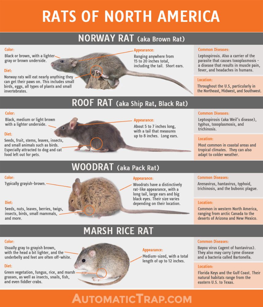 1324694873_infographic_rats-final(1).jpg.699b2934be9cbf3266f47f15617e25d1.jpg