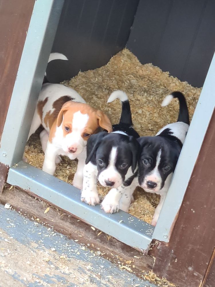 Beagle/spaniel/terrier pups