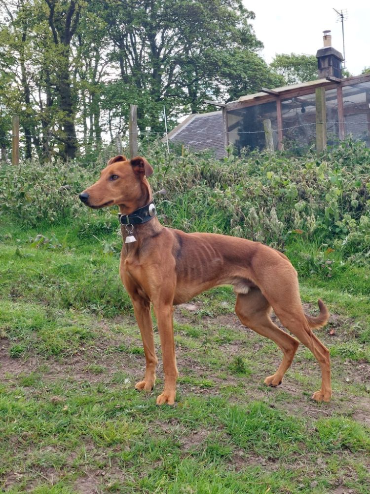 Irish terrier sale lurcher