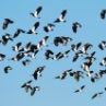 The Lapwing