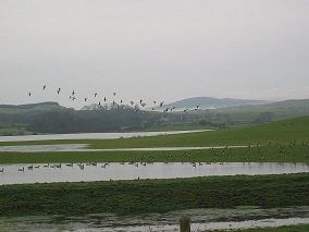 SCOTLAND GOOSE & DUCK SHOOTING