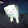 ferretgirl