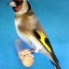 Goldfinch