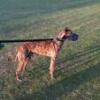 lurcher jake